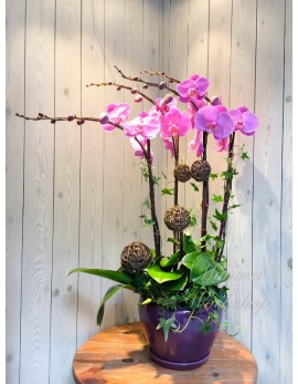 OR507 - 4菖粉紅色蝴蝶蘭,植物及陶瓷花盆